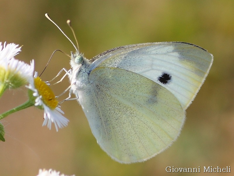 Pieris rapae? S